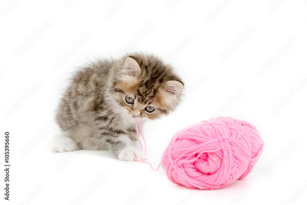 Little Persian tabby kitten playing a pink cotton wool on isolated background