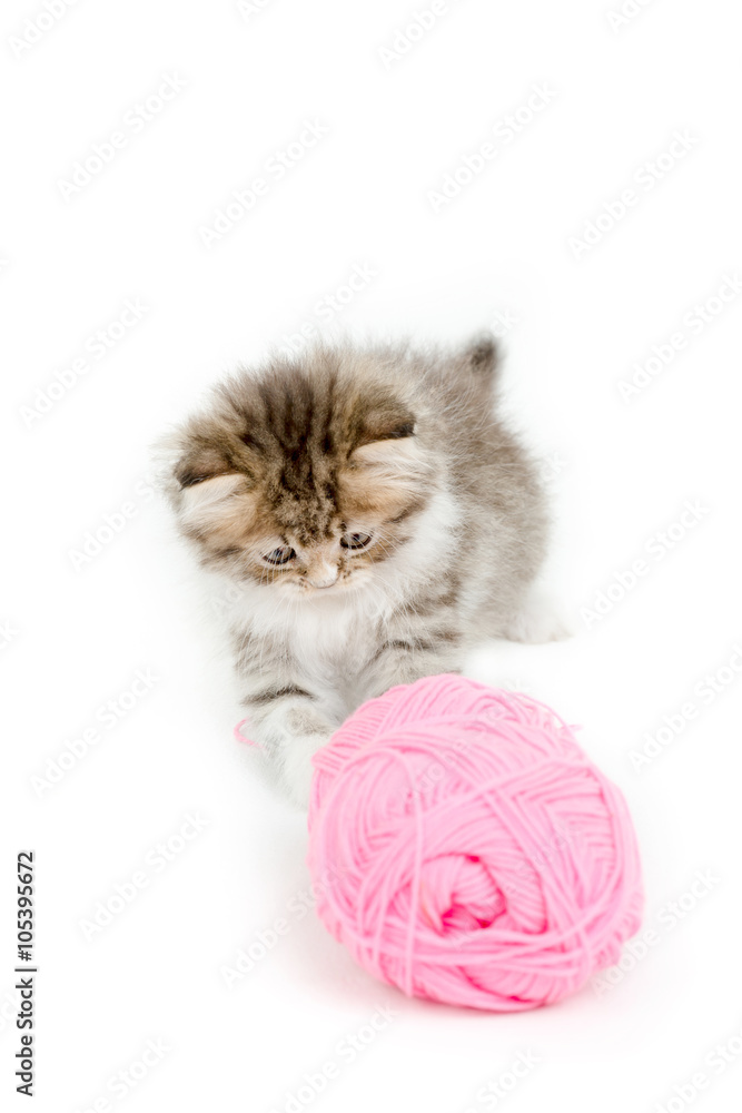 Little Persian tabby kitten playing a pink cotton wool on isolated background