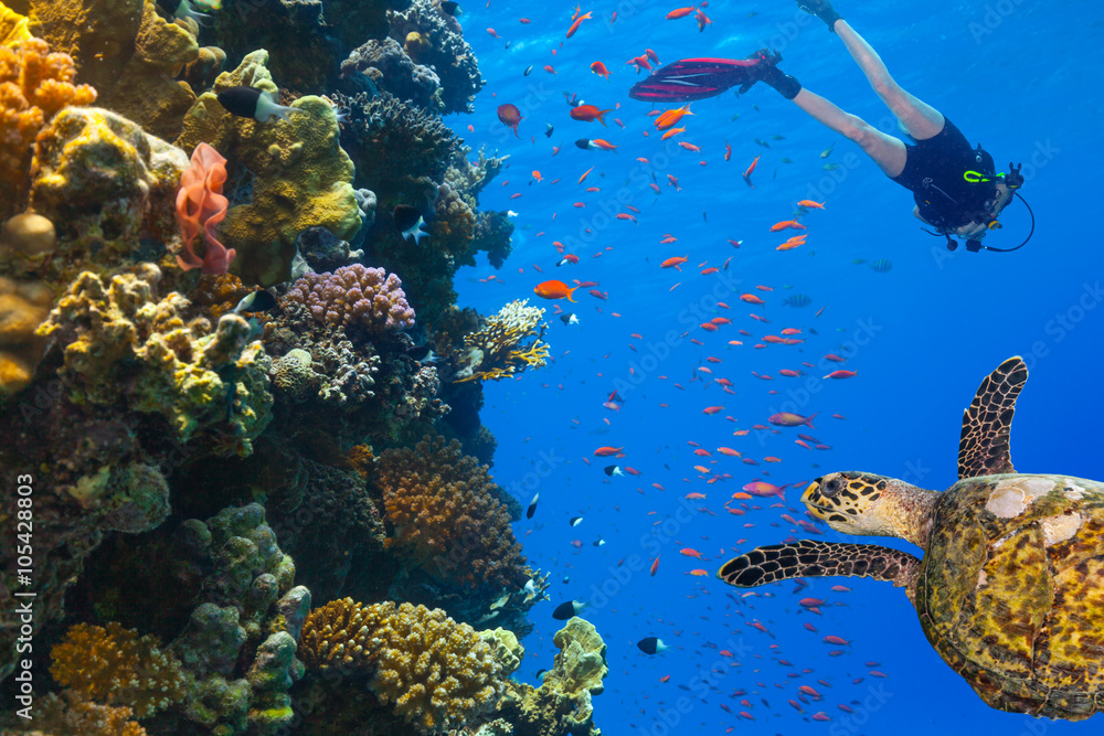 Scuba diver explore a coral reef