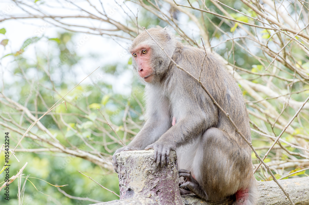 Formosan macaques Looks into the distance(taiwan monkey)
