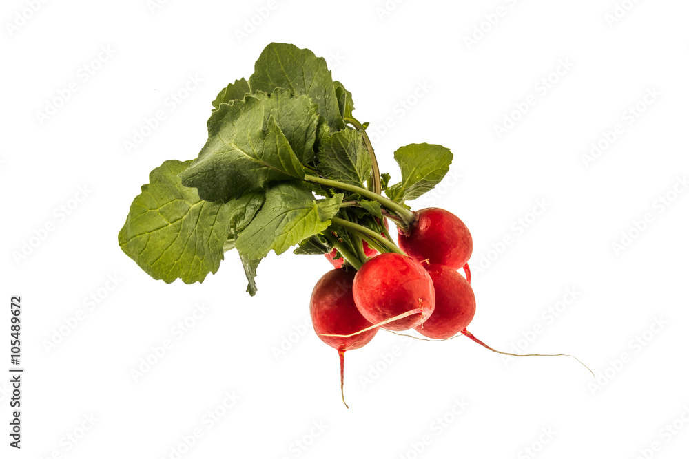 ラディッシュ　Radish