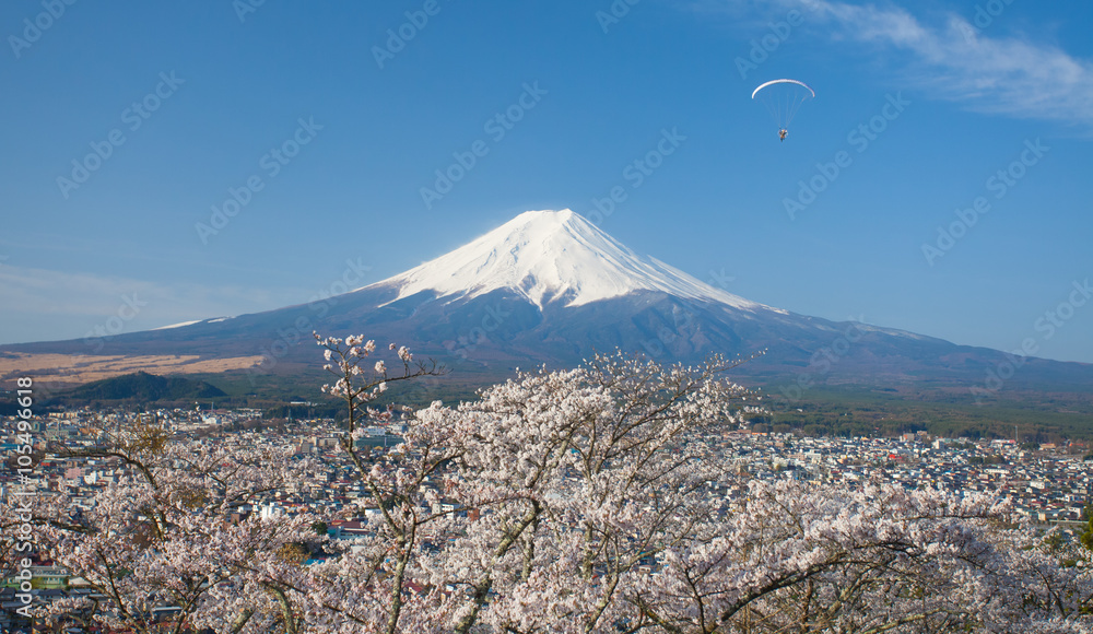 春天的富士山和樱花樱花