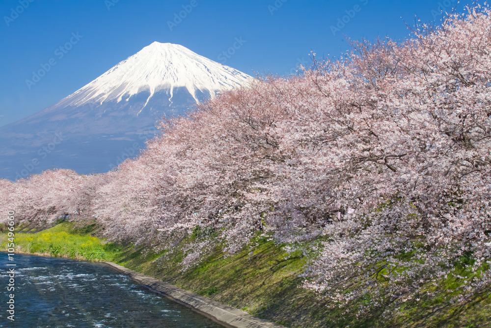 Beautiful Mountain Fuji and sakura cherry blossom in Japan spring season