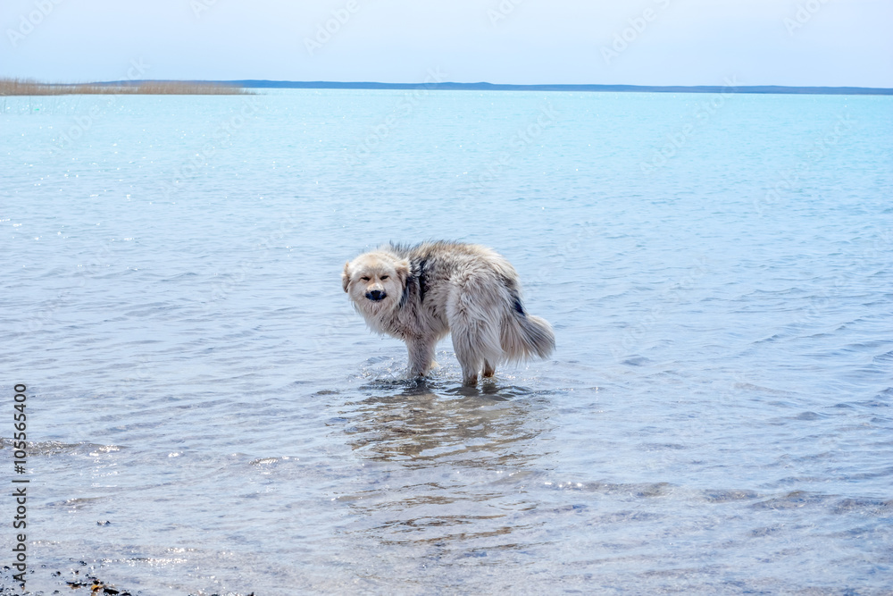 流浪狗待在河里