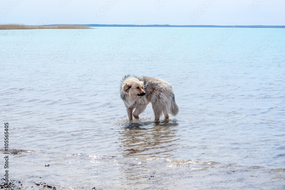 流浪狗要在河里游泳