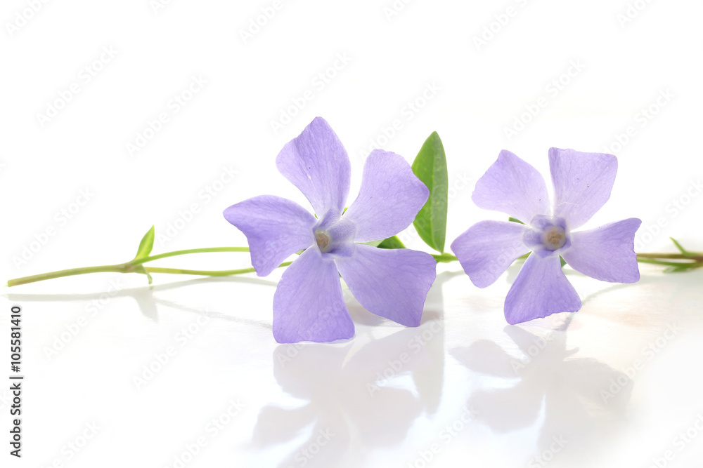 purple periwinkle flowers in white