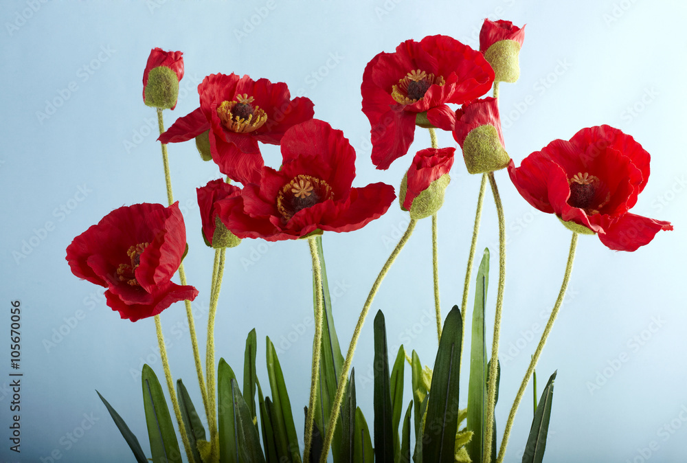 Flower,shot studio