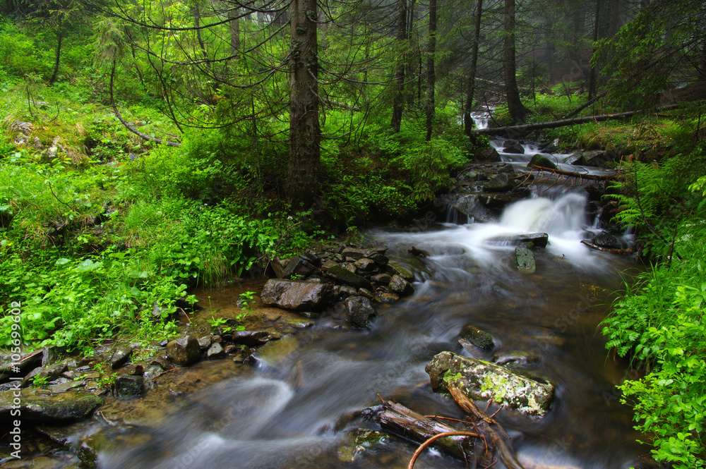 Creek in the woods