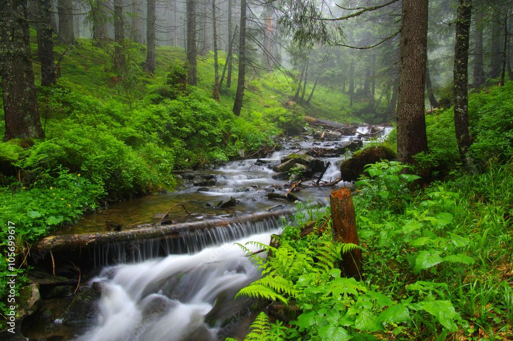 Creek in the woods