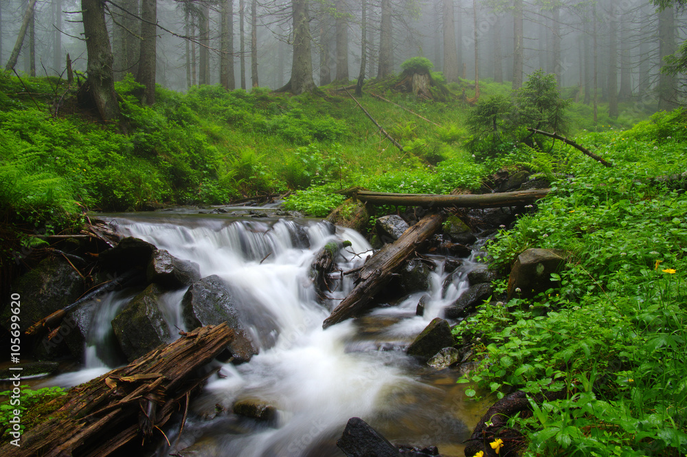 Creek in the woods