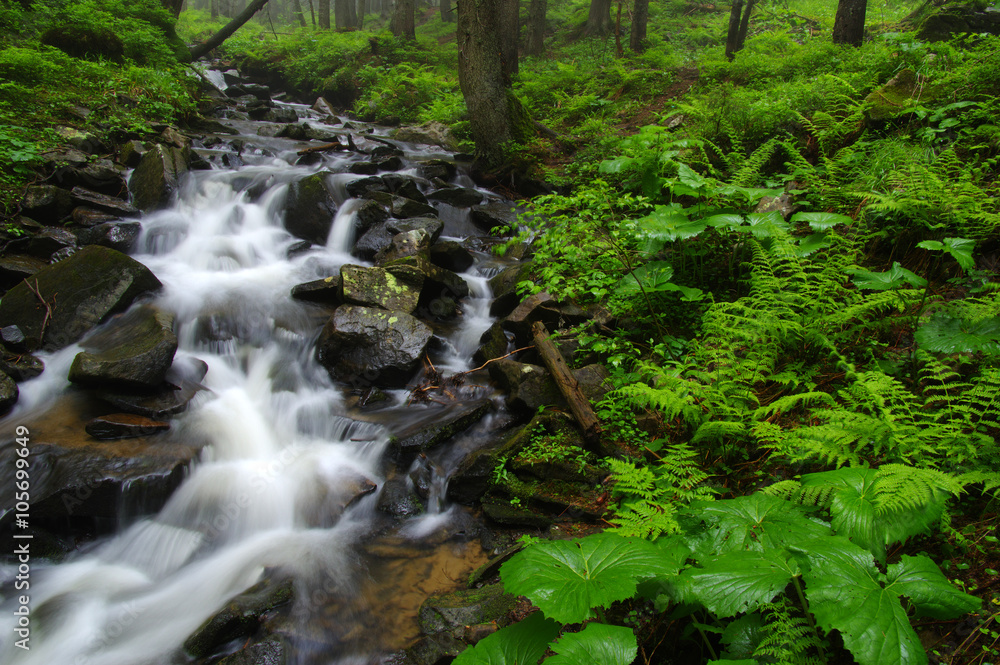 Creek in the woods