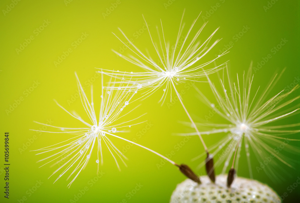   spring dandelion flower