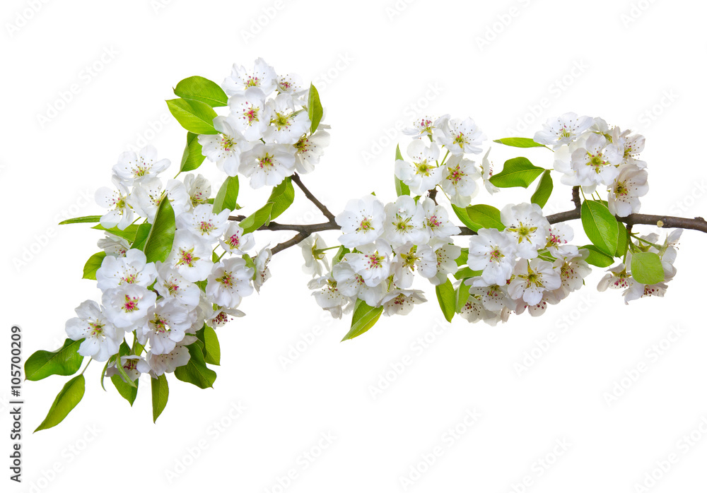  blossoms isolated on white