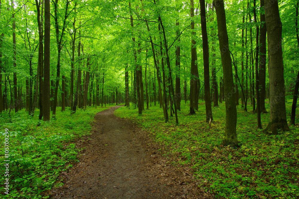 green forest