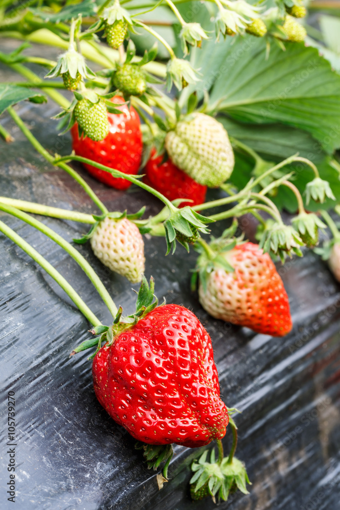 成熟的草莓果实长在种植园里