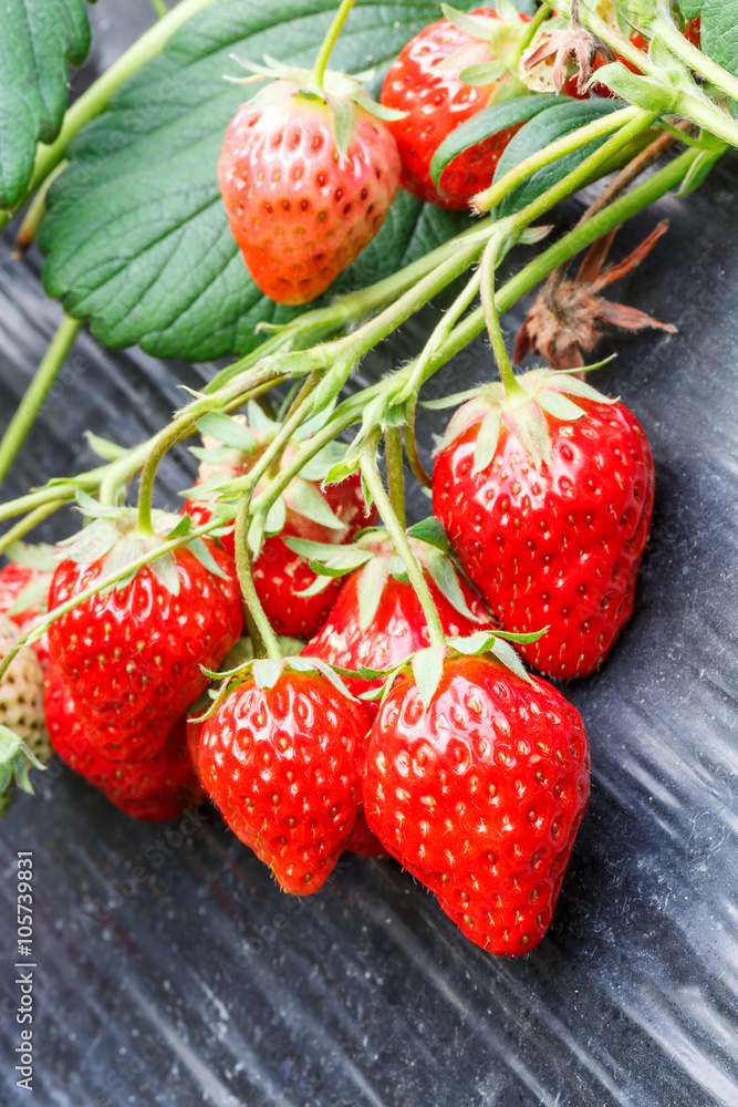 Ripe strawberry fruit grows in the plantation