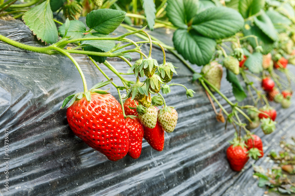 成熟的草莓果实长在种植园里