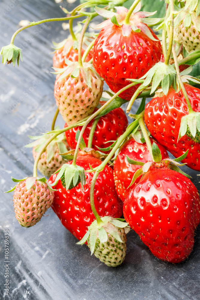 Ripe strawberry fruit grows in the plantation