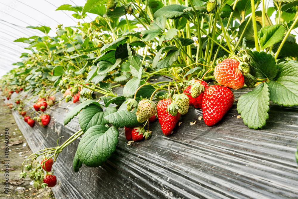 成熟的草莓果实长在种植园里