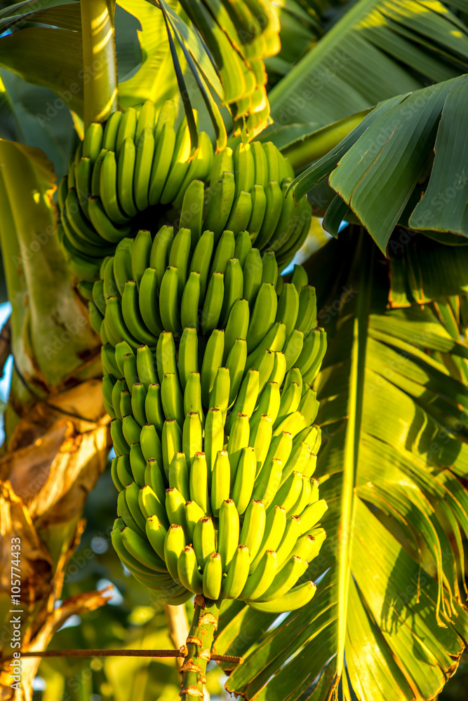 Green banana bunch on the banana plantation on Canarian island