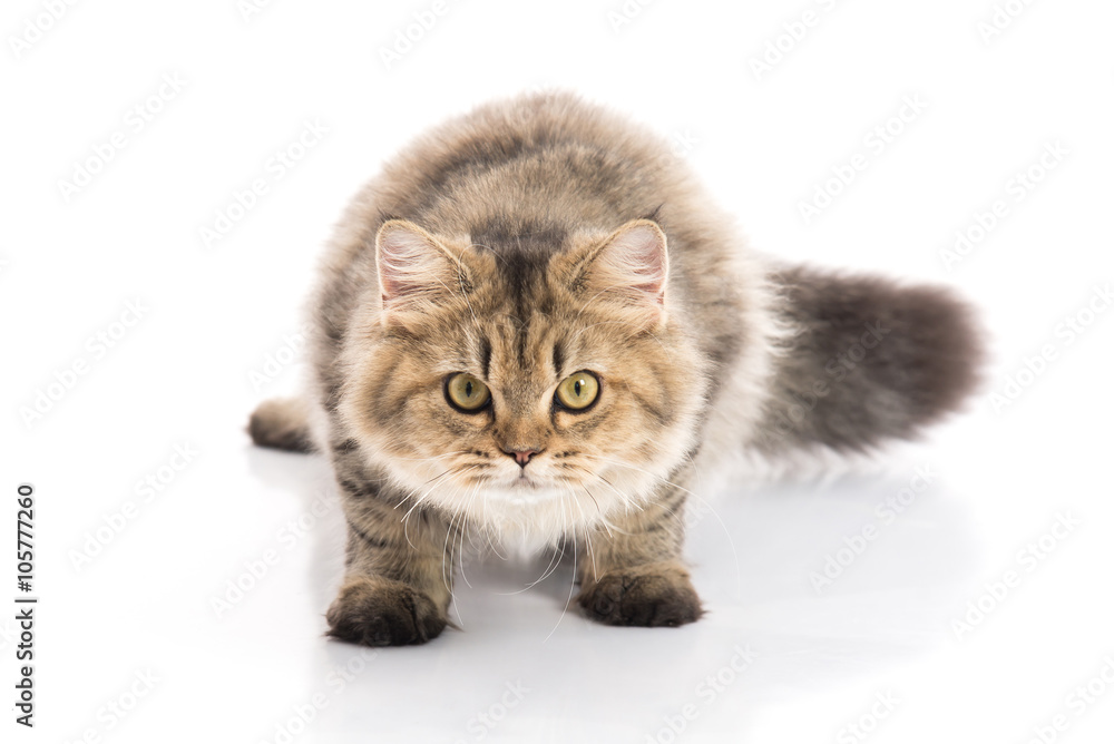 cat sitting and looking on white background,isolated