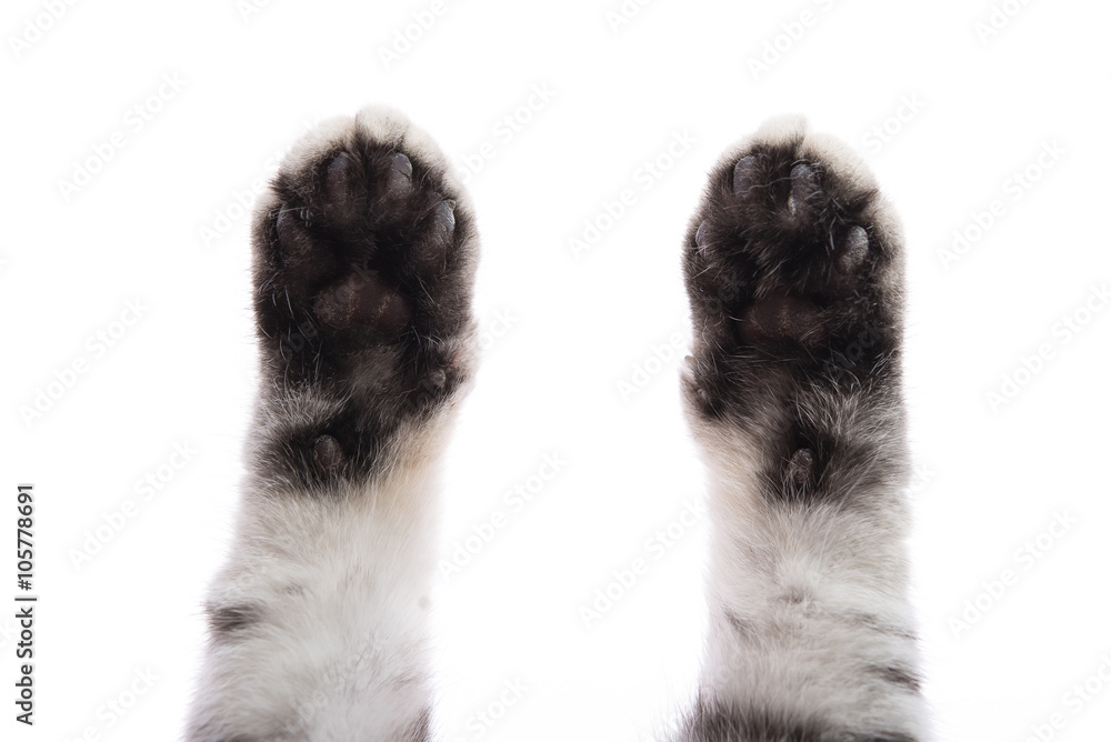 paw isolated on white background