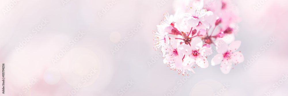 Spring tree blossom background