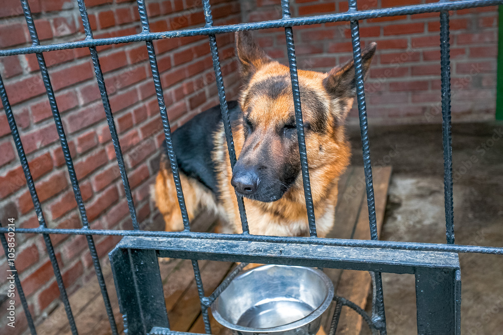 笼子里的德国牧羊犬