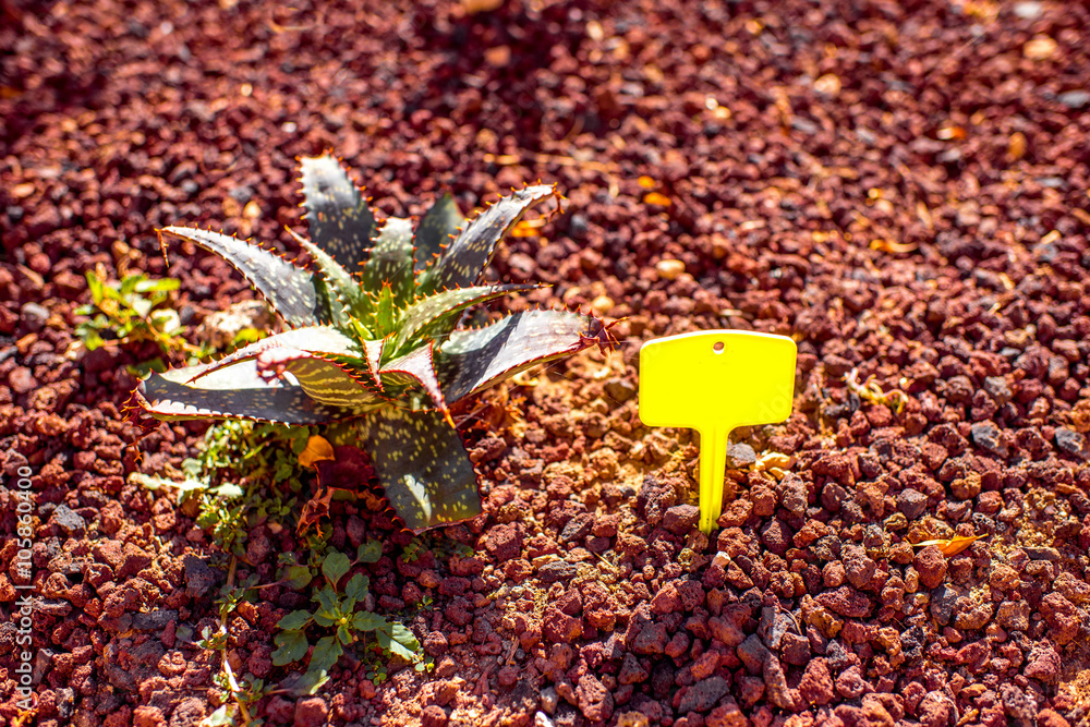 Aloe vera bush on the red ground with information table grown on Fuerteventura island