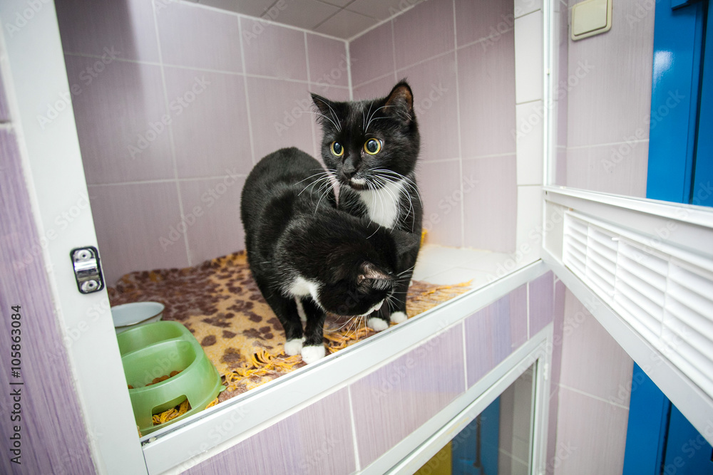 Black and white cats  in an animal shelter