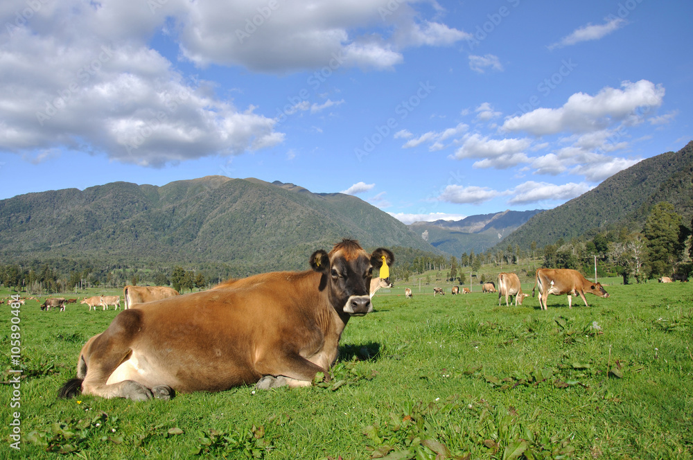 contented  jersey cow chews her cud