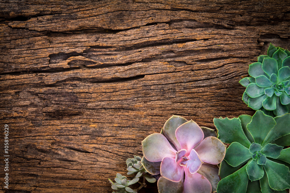 arrangement of succulents or cactus on wooden background as fram