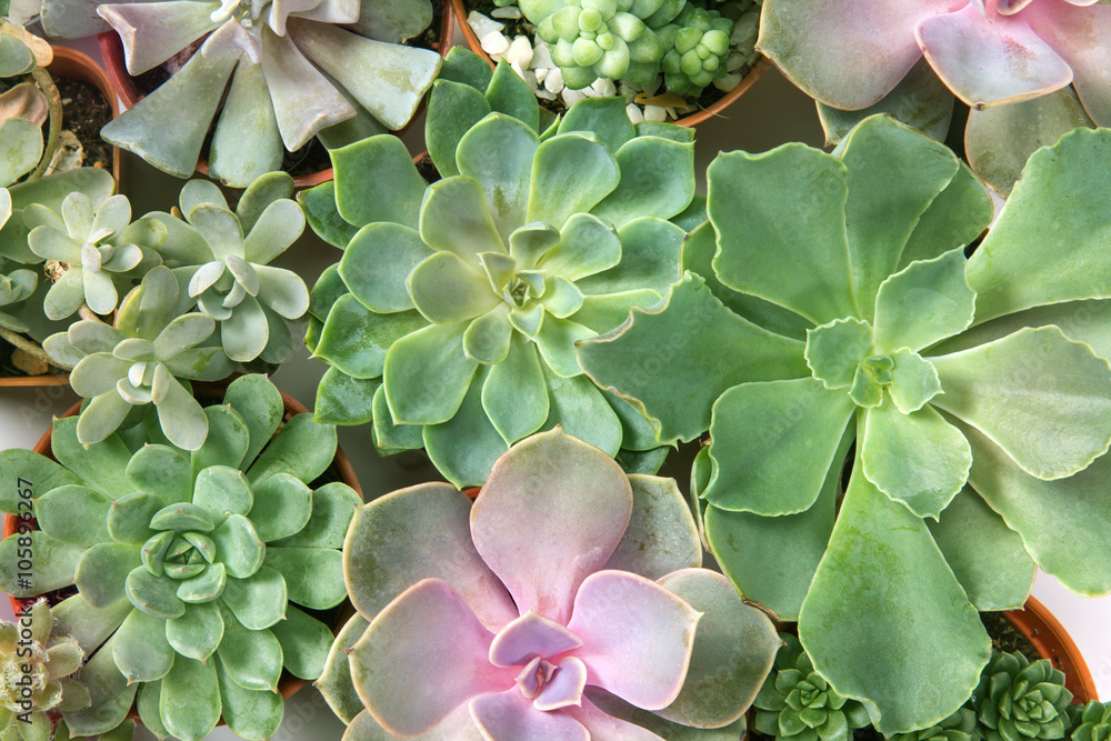 arrangement of succulents or cactus succulents , overhead shot