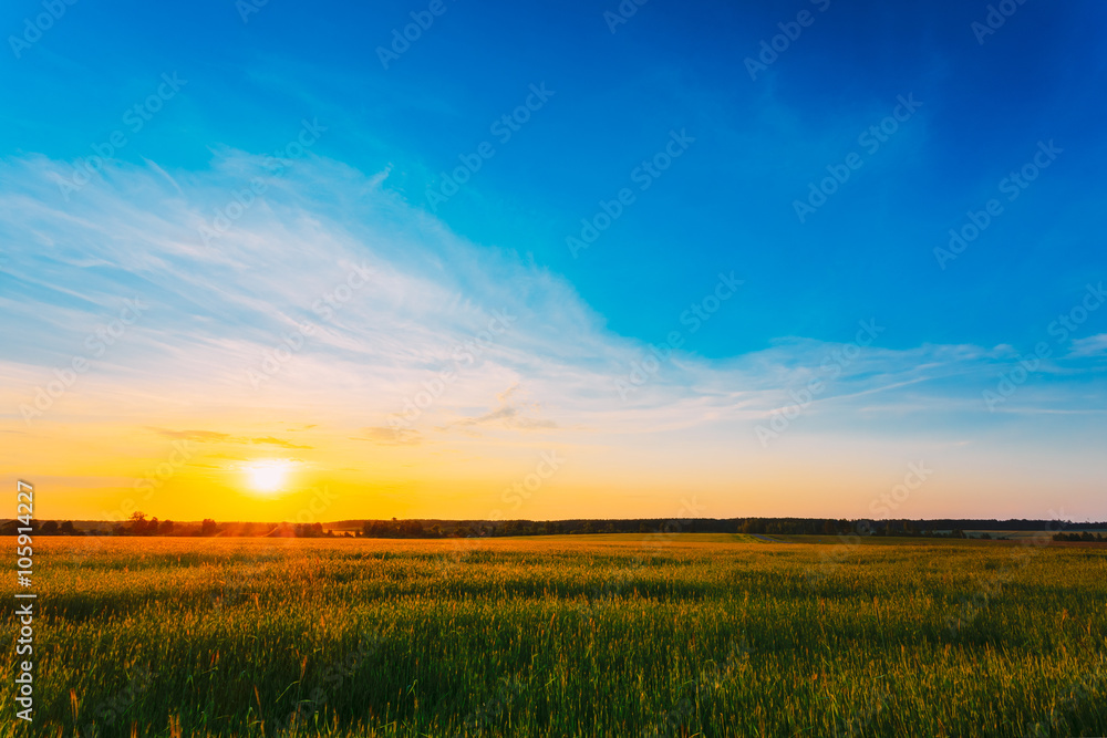 Green Barley Field, Early Spring. Agricultural Background. 