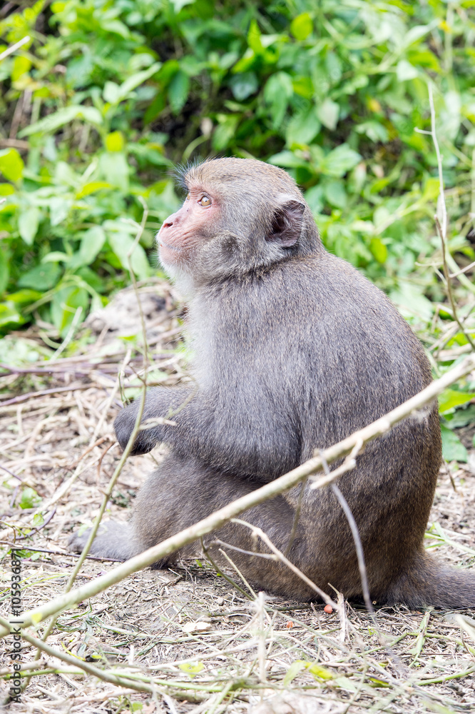 Formosan macaques Looks into the distance(taiwan monkey)