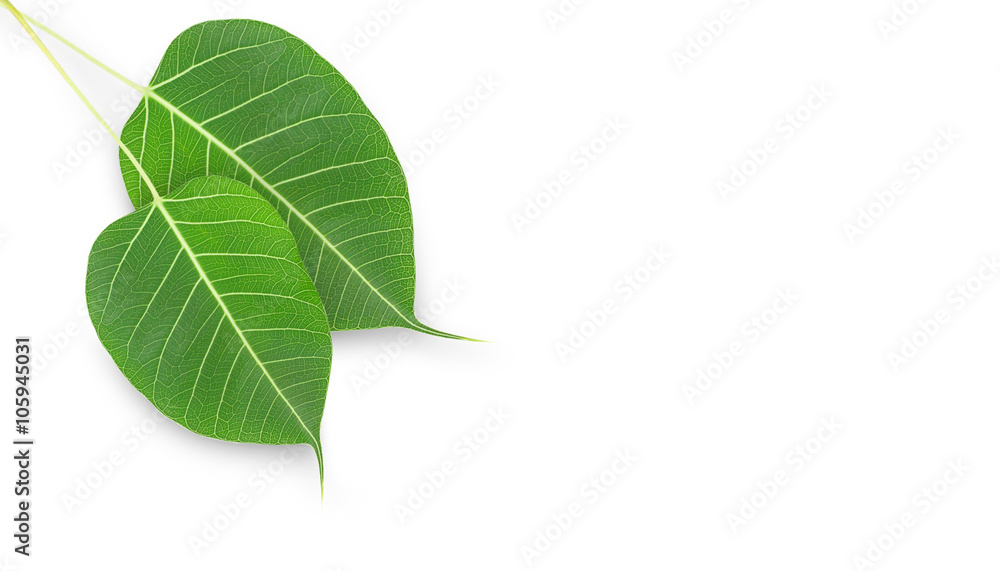 Fresh Green leaf isolated background.