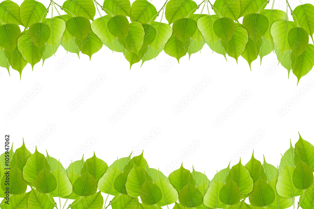 Fresh Green leaf frame isolated on white background.