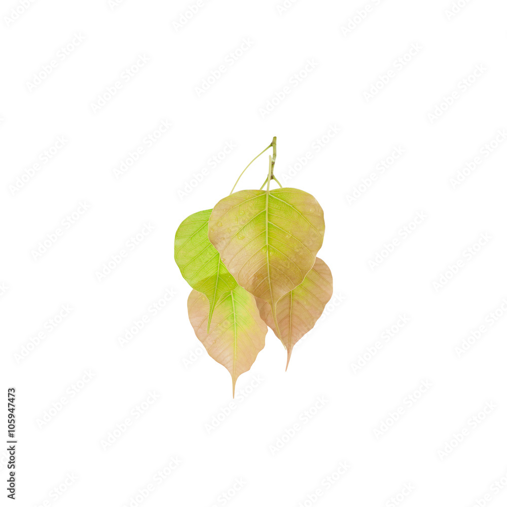  leaves isolated on white background.