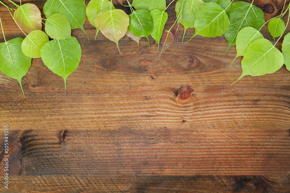 fresh green leaves and water drop on wood background with copy s