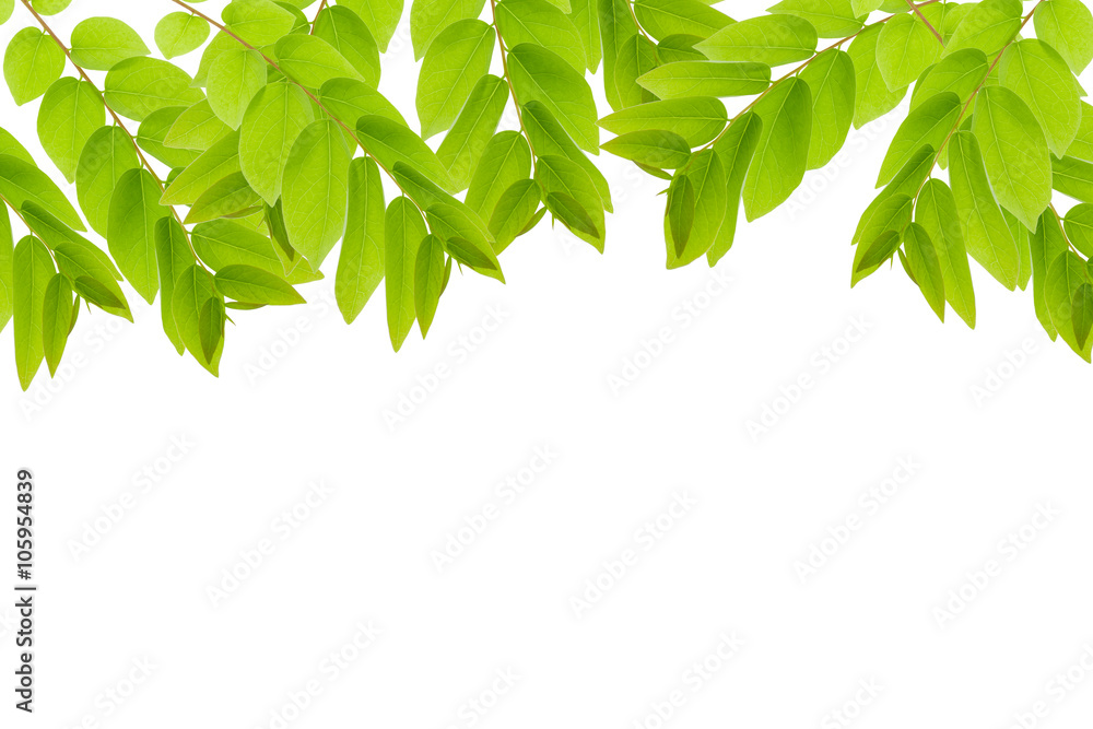 Green leaves frame isolated on white background.