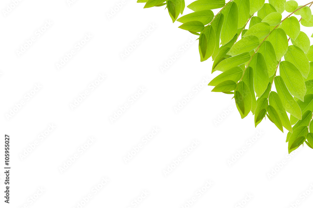 Green leaves frame isolated on white background.