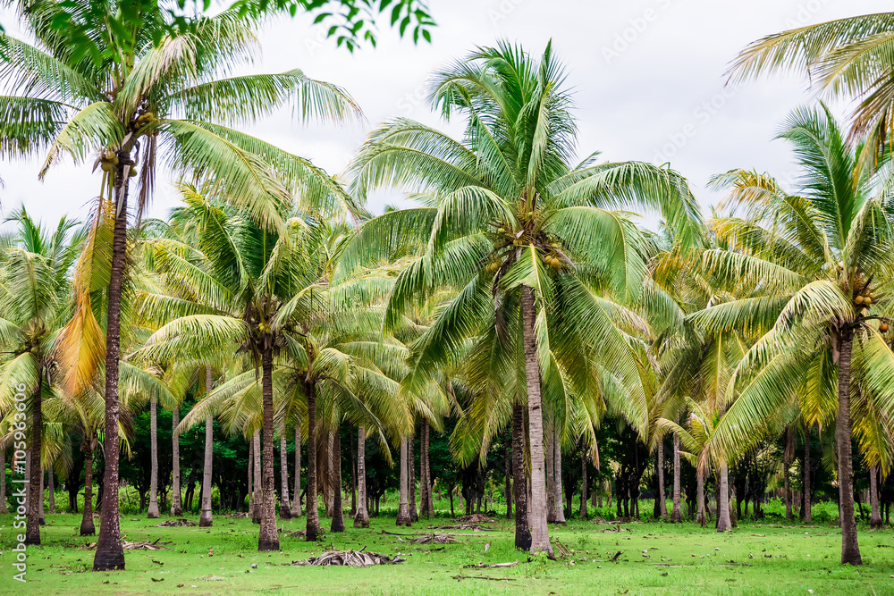 Palms in the tropics