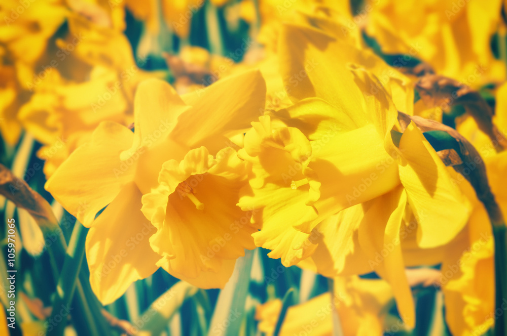 Spring flowers. Yellow daffodils closeup