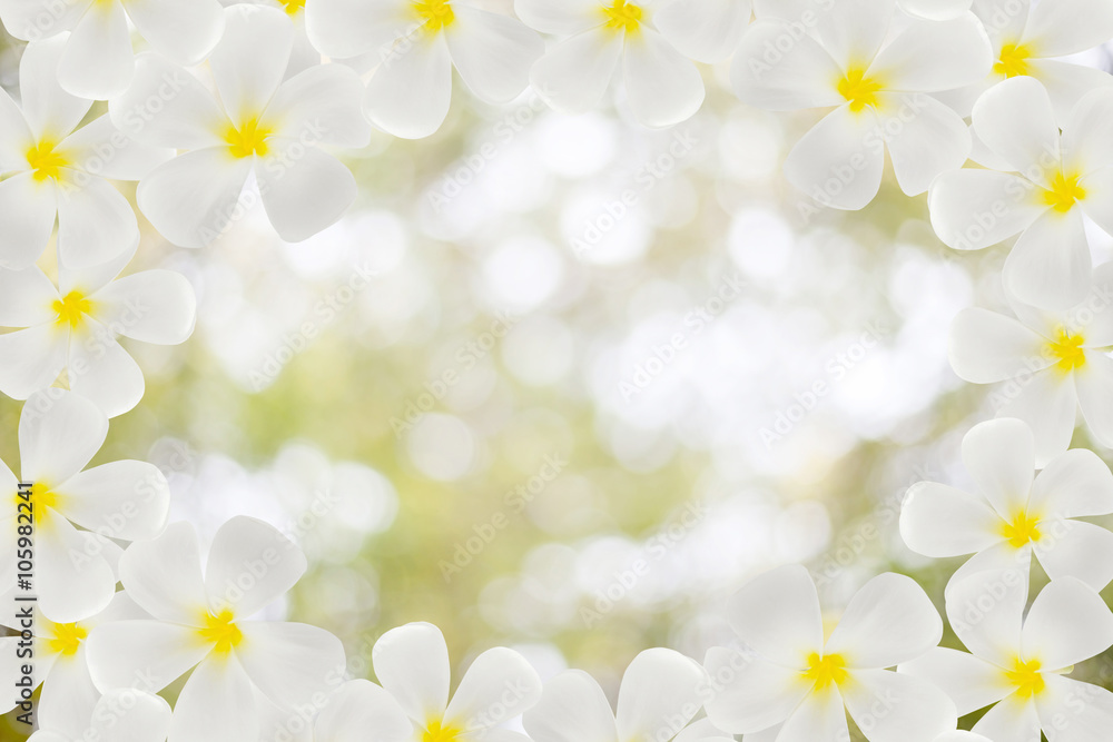 Plumeria flower frame.