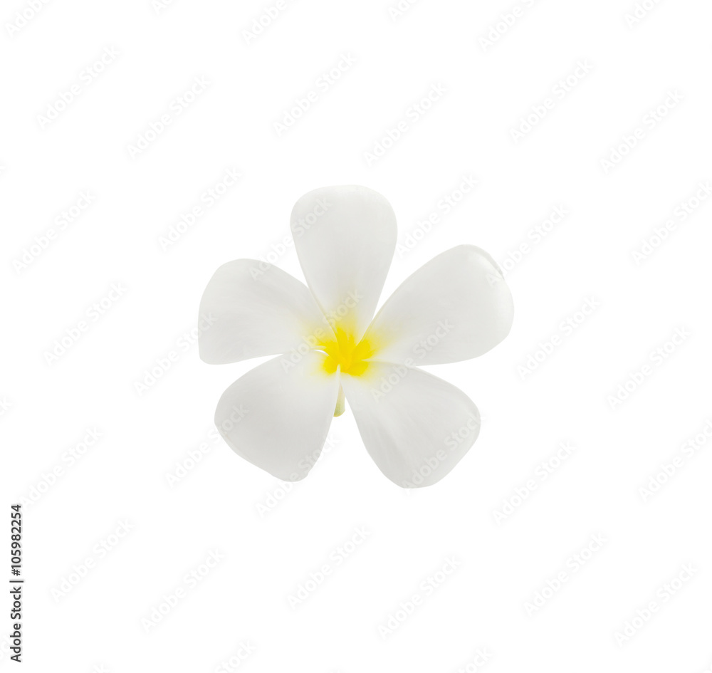 Tropical flowers frangipani (plumeria) isolated on white backgro