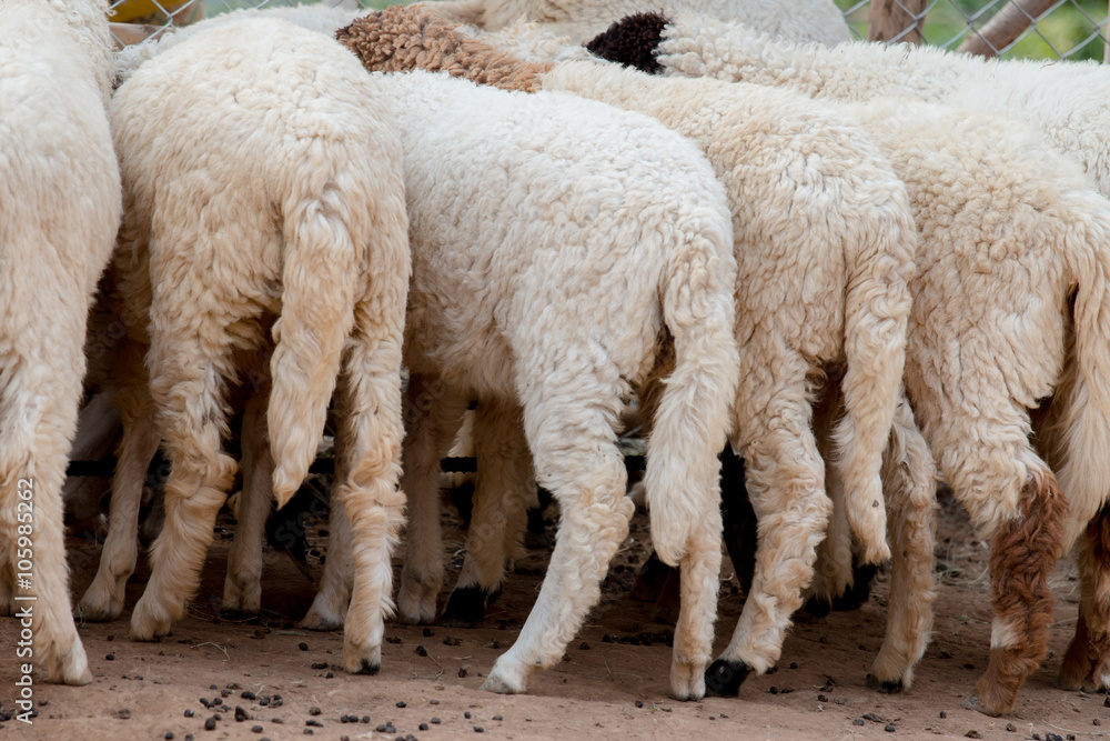 Group Sheep in the farm