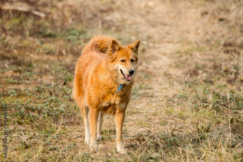 Brown dog stand on the ground.