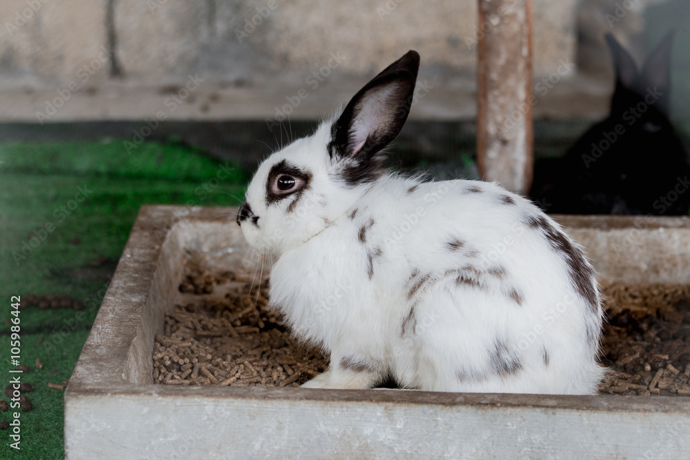 White and black rabbit sitting in in tray food