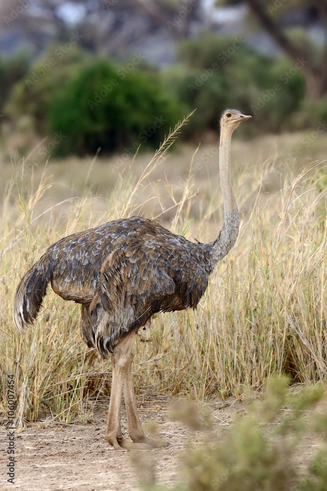 African ostrich (Struthio camelus)