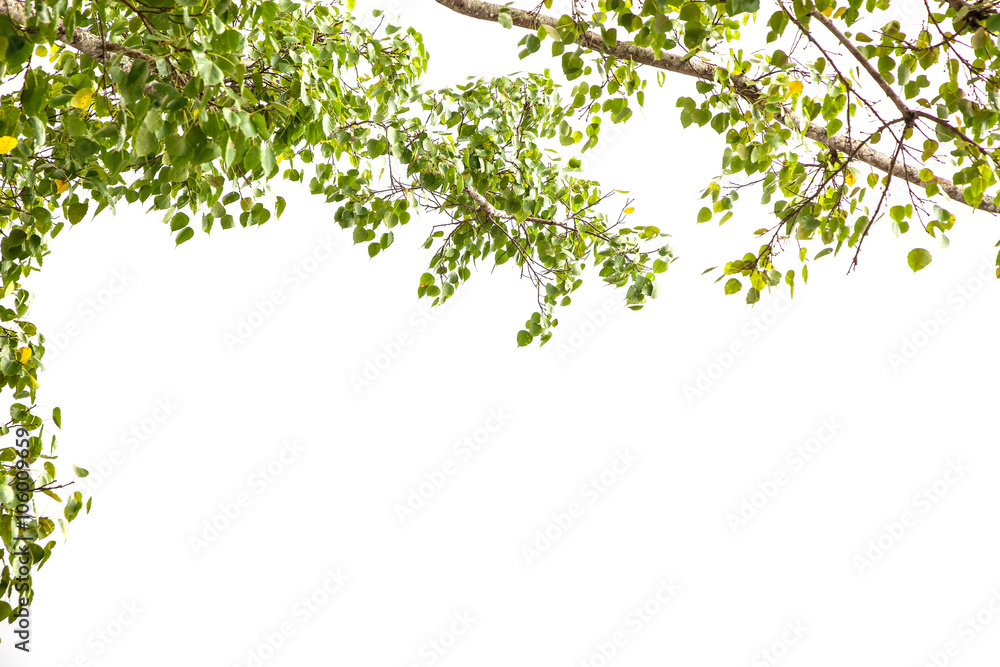 Green leaves frame isolated on white background.